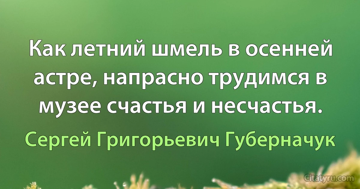 Как летний шмель в осенней астре, напрасно трудимся в музее счастья и несчастья. (Сергей Григорьевич Губерначук)