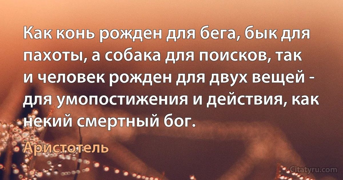 Как конь рожден для бега, бык для пахоты, а собака для поисков, так и человек рожден для двух вещей - для умопостижения и действия, как некий смертный бог. (Аристотель)