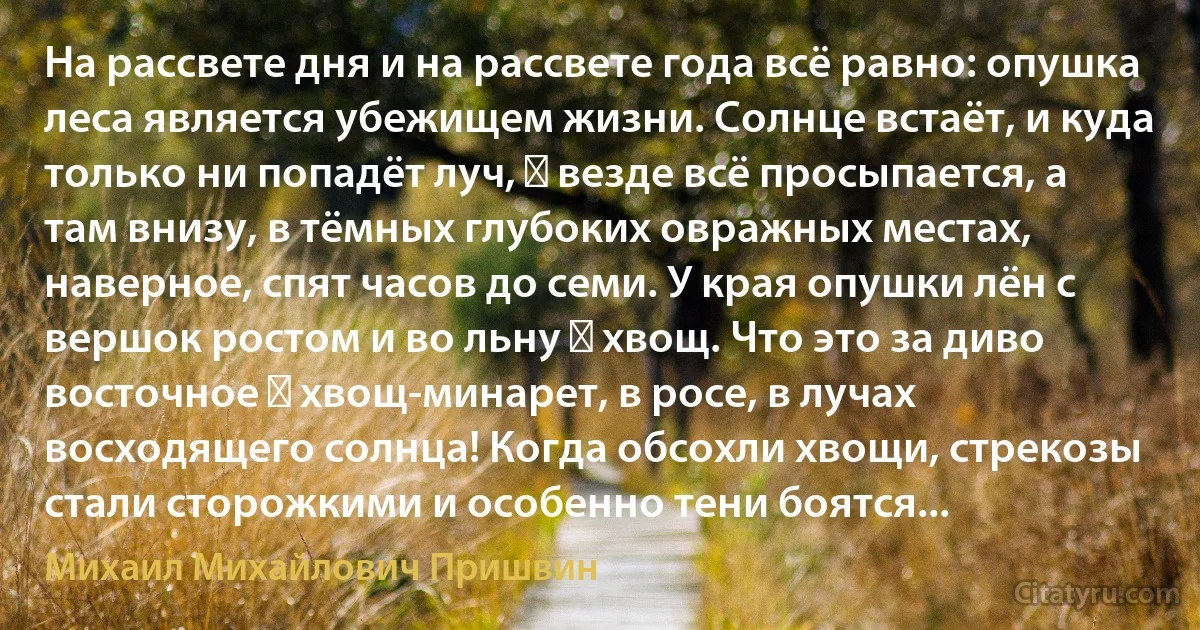 На рассвете дня и на рассвете года всё равно: опушка леса является убежищем жизни. Солнце встаёт, и куда только ни попадёт луч, ― везде всё просыпается, а там внизу, в тёмных глубоких овражных местах, наверное, спят часов до семи. У края опушки лён с вершок ростом и во льну ― хвощ. Что это за диво восточное ― хвощ-минарет, в росе, в лучах восходящего солнца! Когда обсохли хвощи, стрекозы стали сторожкими и особенно тени боятся... (Михаил Михайлович Пришвин)