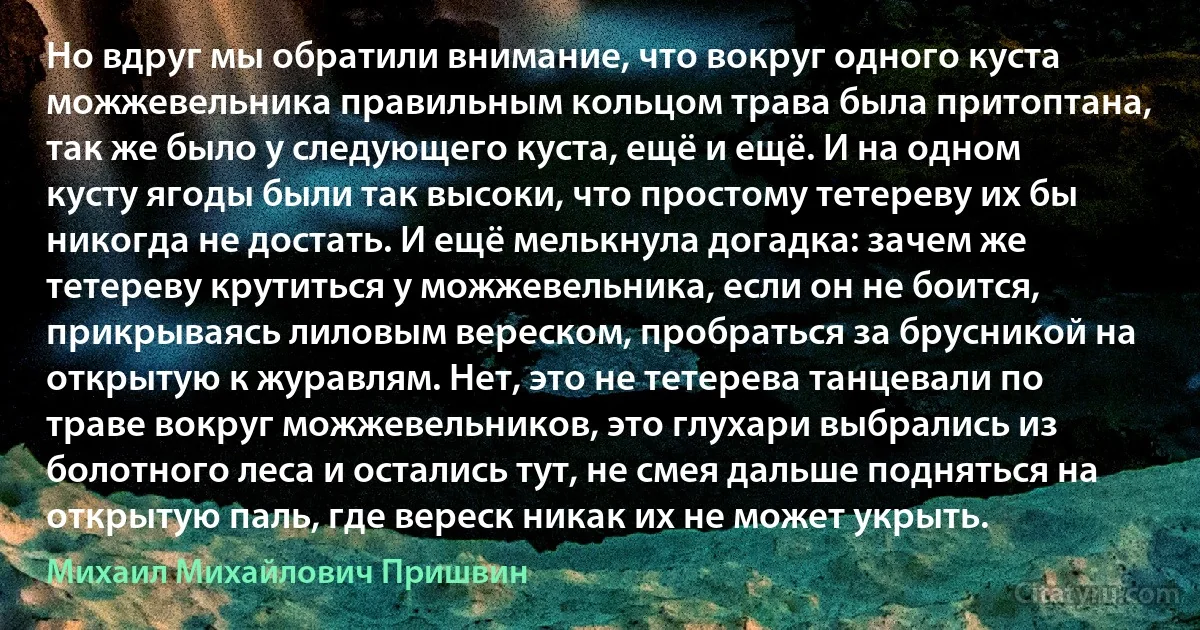 Но вдруг мы обратили внимание, что вокруг одного куста можжевельника правильным кольцом трава была притоптана, так же было у следующего куста, ещё и ещё. И на одном кусту ягоды были так высоки, что простому тетереву их бы никогда не достать. И ещё мелькнула догадка: зачем же тетереву крутиться у можжевельника, если он не боится, прикрываясь лиловым вереском, пробраться за брусникой на открытую к журавлям. Нет, это не тетерева танцевали по траве вокруг можжевельников, это глухари выбрались из болотного леса и остались тут, не смея дальше подняться на открытую паль, где вереск никак их не может укрыть. (Михаил Михайлович Пришвин)